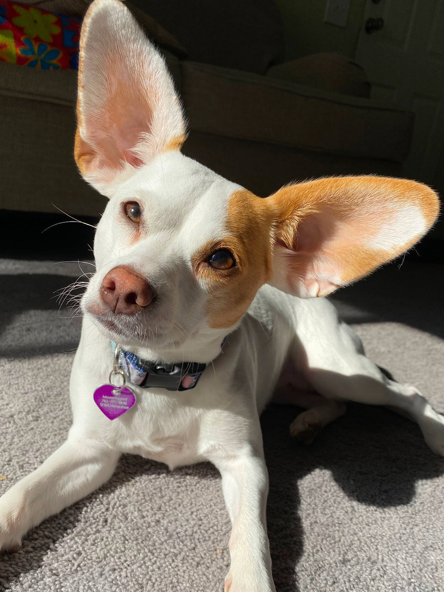 Meadow joined the competition — help win amazing prizes! canidae, carnivore, collar, companion_dog, corgi_chihuahua, dog, dog_breed, dog_supply, ear, eye, fawn, fur, non_sporting_group, puppy, snout, sporting_group, tail, terrestrial_animal, whiskers, working_animal