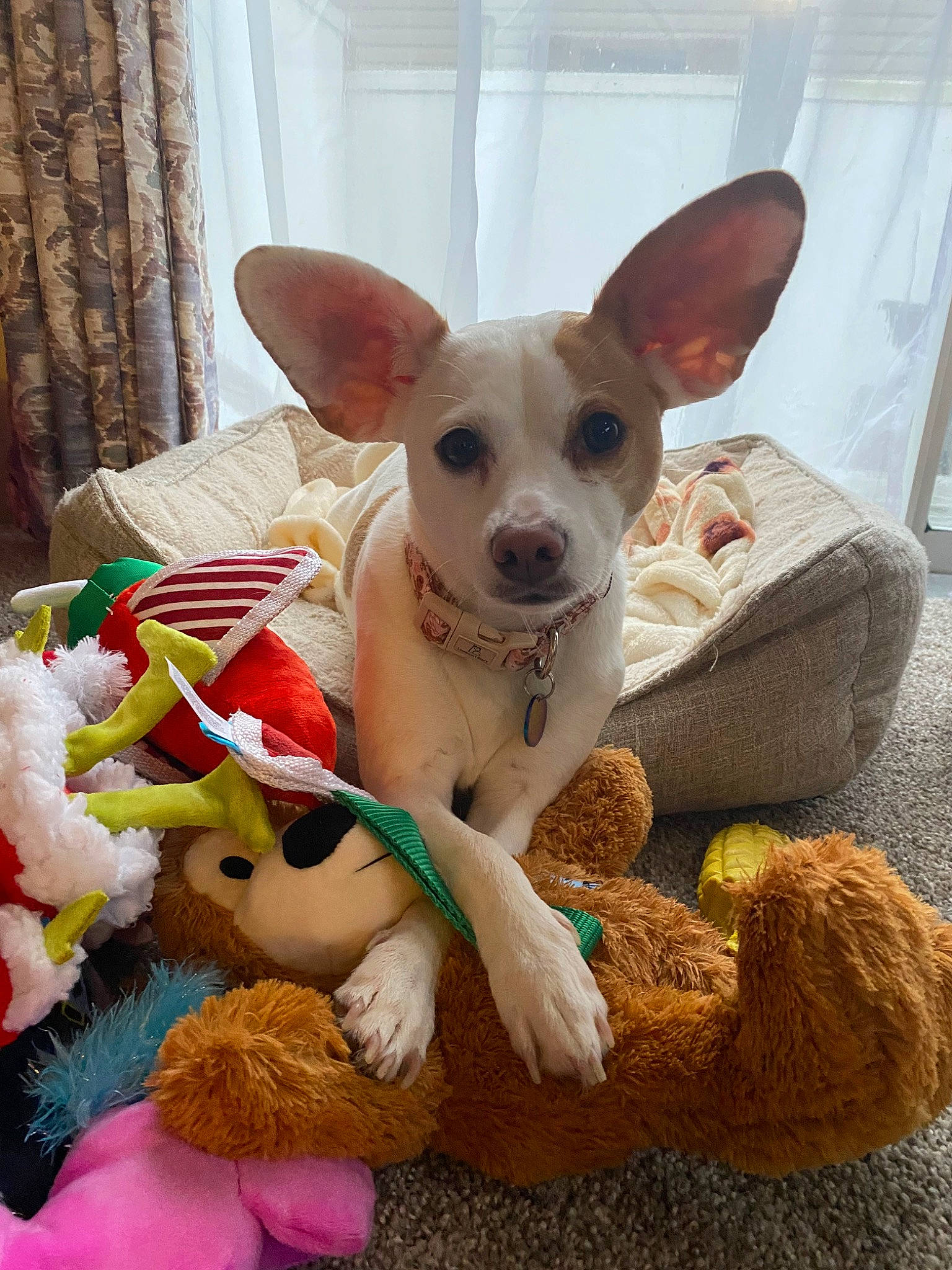 Meadow joined the competition — help win amazing prizes! canidae, carnivore, comfort, companion_dog, curtain, dog, dog_breed, dog_supply, ear, fawn, fur, mammal, russkiy_toy, snout, stuffed_toy, toy, toy_dog, vertebrate, whiskers, working_animal