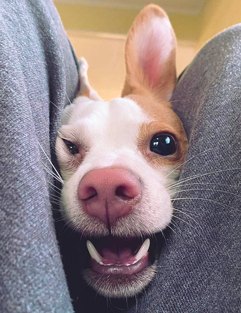 Meadow joined the competition — help win amazing prizes! canidae, carnivore, close_up, companion_dog, dog, dog_breed, ear, eye, eyelash, fawn, flesh, fur, head, jaw, non_sporting_group, nose, snout, terrestrial_animal, whiskers, working_animal