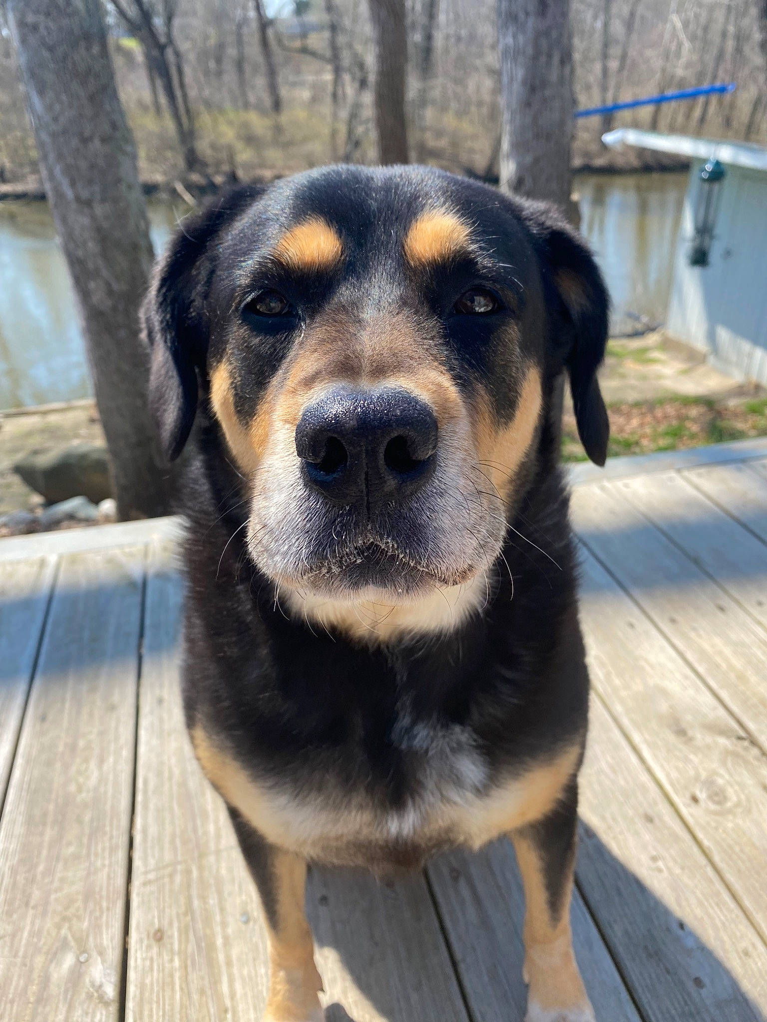 Millie is registered to the contest to win money with this photo: carnivore, companion_dog, dog, dog_breed, eye, fur, hunting_dog, plank, plant, rottweiler, snout, sporting_group, terrestrial_animal, tree, water, whiskers, wood, working_animal, working_dog