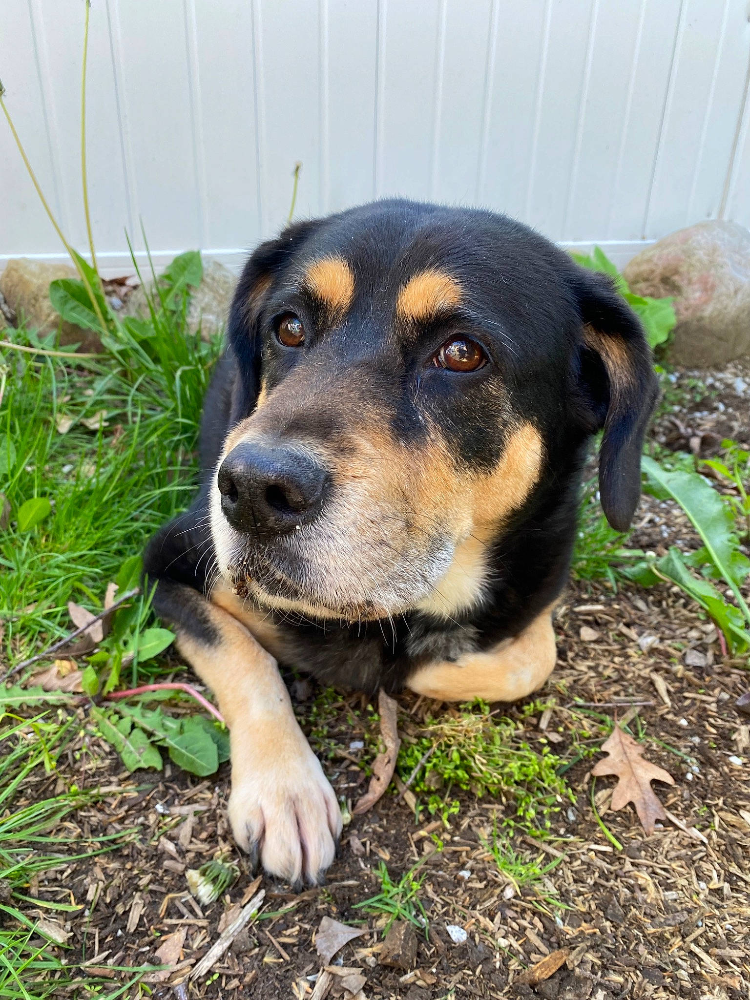 Millie is registered to the contest to win money with this photo: beaglier, carnivore, companion_dog, dog, dog_breed, grass, hunting_dog, plant, sporting_group, terrestrial_animal, working_dog