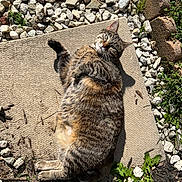 Luna joined the competition — help win amazing prizes! cat, tabby, outdoor, sunlight, rocks, mat, grass, plants, relaxed, feline, nature, pet, animal, fur, greenery, daylight, resting, whiskers, closeup, garden