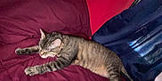 Luna is registered to the contest to win money with this photo: cat, tabby, stretching, indoor, blanket, maroon, blue_curtains, relaxation, sleepy, fur, pet, domestic_animal, collar, whiskers, paws, resting, cozy, bedroom, wall, curtains
