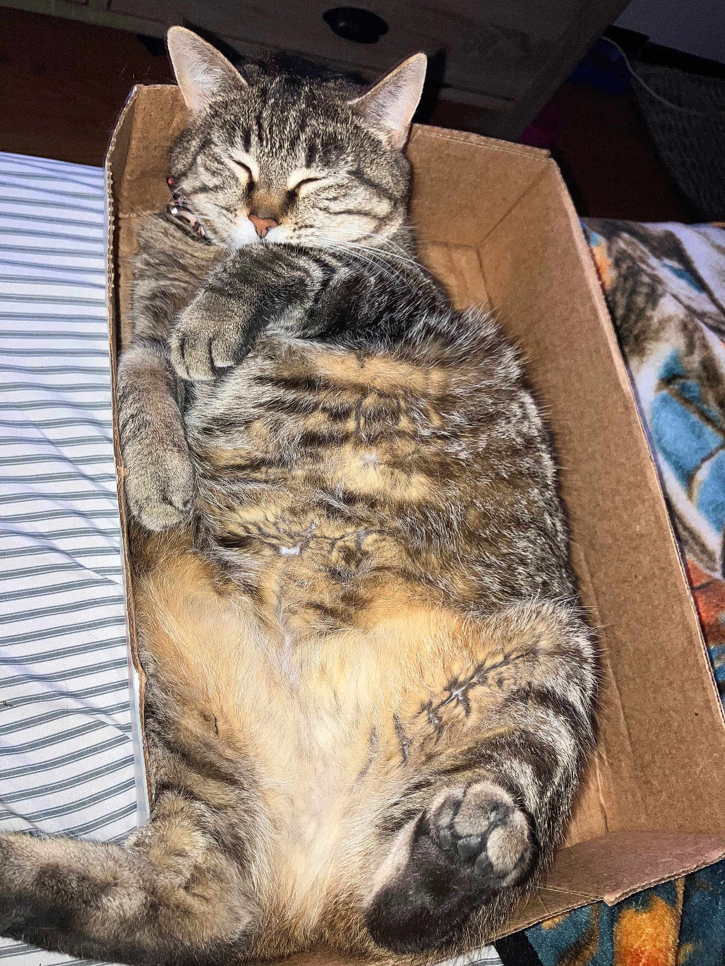Luna joined the competition — help win amazing prizes! cat, tabby, sleeping, cardboard_box, cozy, fur, paws, pet, domestic_animal, relaxed, bed, blanket, striped, cute, whiskers, feline, indoor, resting, animal, adorable
