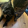 Luna joined the competition — help win amazing prizes! cat, cats, feline, pet, indoor, floor, wooden_floor, tabby_cat, tortoiseshell_cat, animal, whiskers, paw, pet_interaction, close_up, domestic_animal, two_animals, companion, curious, fur, resting