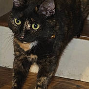 Luna joined the competition — help win amazing prizes! cat, tortoiseshell, green_eyes, stairs, wooden_floor, collar, bell, pet, animal, whiskers, fur, curious, indoor, close_up, paws, mammal, feline, alert, domestic, walking