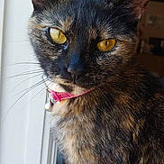 Cici is registered to the contest to win money with this photo: cat, tortoiseshell, pet, close_up, yellow_eyes, fur, collar, bell, window, natural_light, indoor, animal, portrait, whiskers, ears, face, feline, sitting, domestic_animal, curious