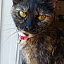 cat, tortoiseshell, pet, close_up, yellow_eyes, fur, collar, bell, window, natural_light, indoor, animal, portrait, whiskers, ears, face, feline, sitting, domestic_animal, curious