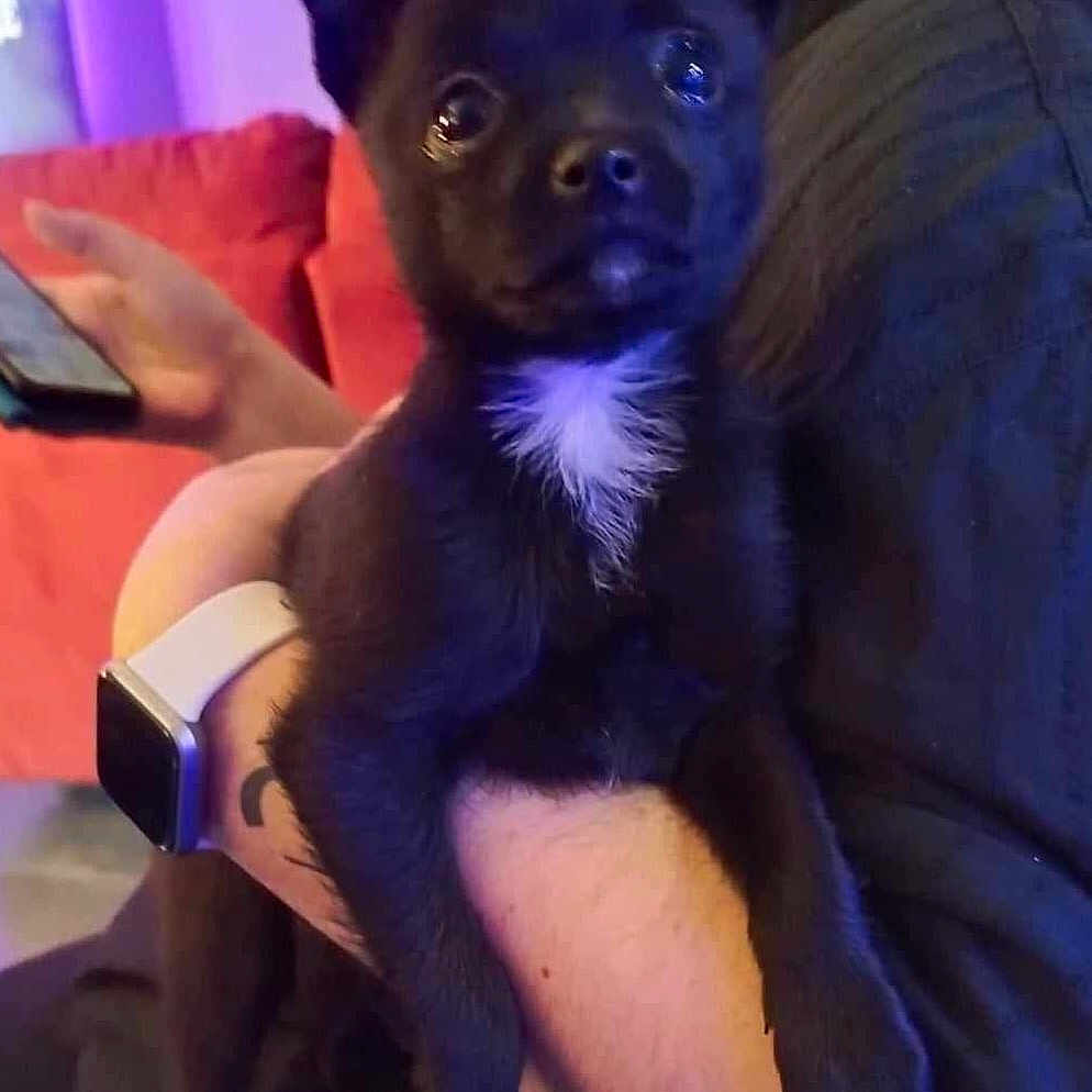 Boo