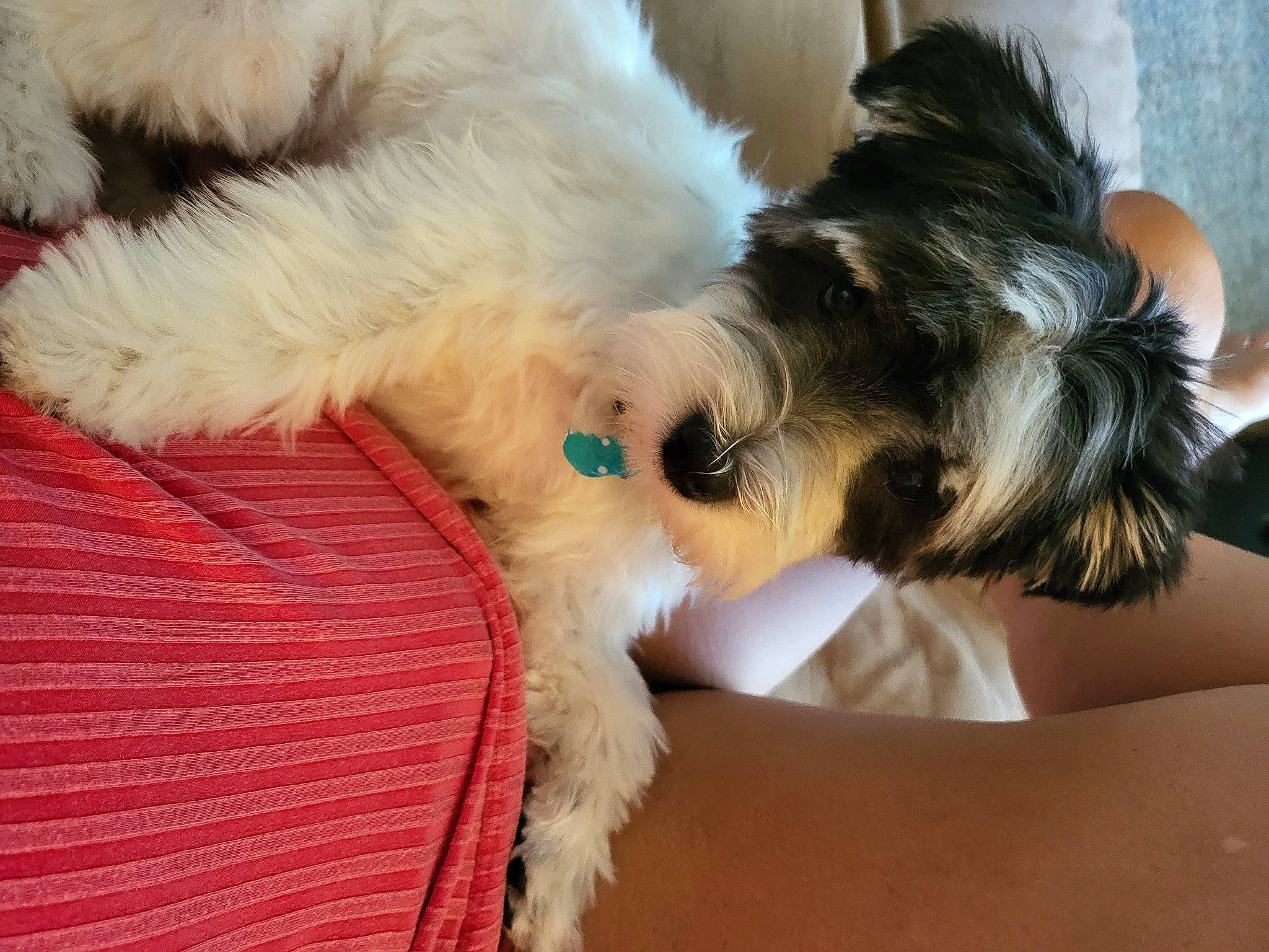 Oscar is registered to the contest to win money with this photo: canidae, carnivore, comfort, companion_dog, dog, dog_breed, dog_collar, dog_supply, ear, fawn, fur, gesture, maltepoo, paw, small_terrier, snout, sporting_group, terrier, toy_dog, working_animal