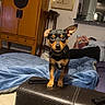 dog, pet, living_room, furniture, couch, blanket, person, phone, cabinet, artwork, bed, home, interior, relaxing, small_dog, ears, leather, blue_blanket, portrait, indoor