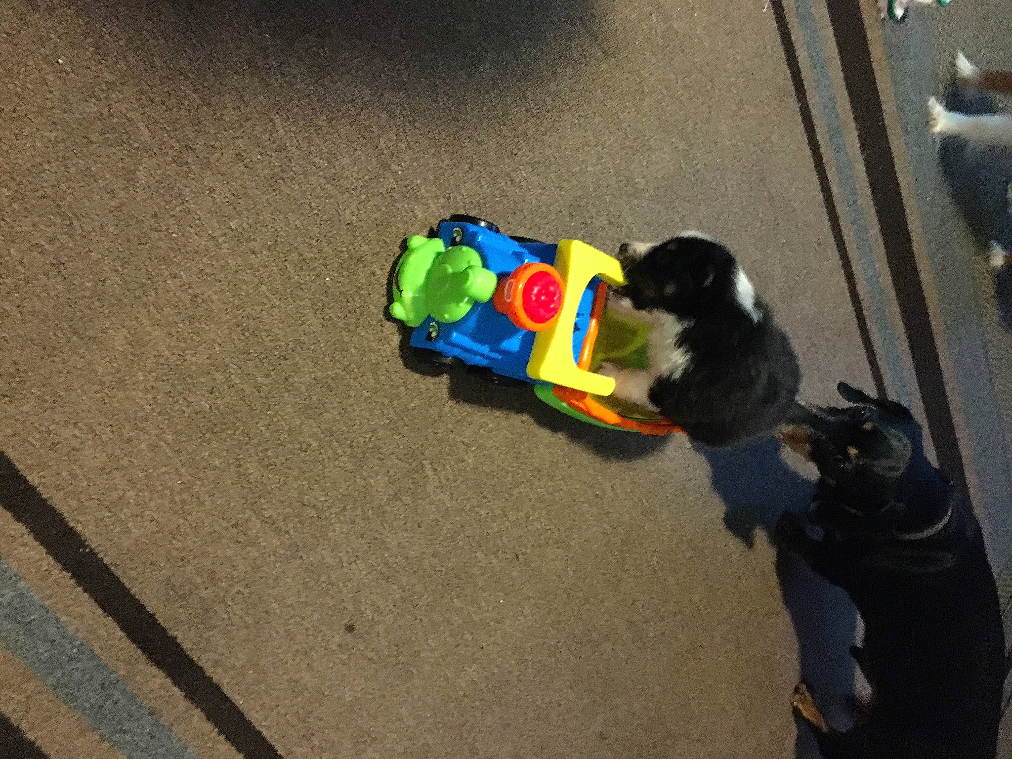 Fate joined the competition — help win amazing prizes! asphalt, canidae, carnivore, collar, companion_dog, dog, dog_breed, dog_supply, flooring, fun, fur, leash, pet_supply, road, road_surface, shadow, sidewalk, tail, working_animal