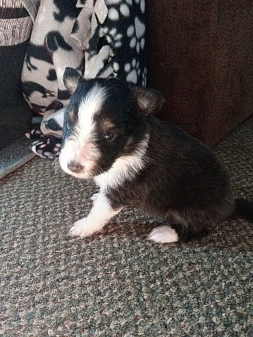 Fate joined the competition — help win amazing prizes! canidae, carnivore, comfort, companion_dog, couch, dog, dog_breed, flooring, fur, non_sporting_group, pattern, paw, snout, sporting_group, tail, terrestrial_animal, toy_dog, whiskers, working_animal