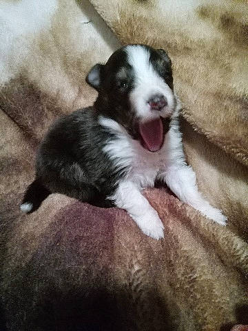 Fate joined the competition — help win amazing prizes! canidae, carnivore, companion_dog, dog, dog_breed, fur, mcnab, non_sporting_group, paw, puppy, sporting_group, terrestrial_animal, whiskers, working_animal, working_dog