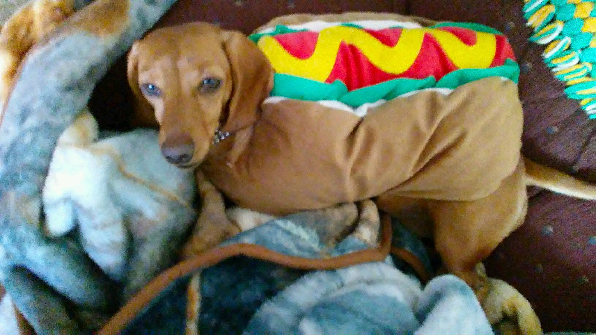 Angel joined the competition — help win amazing prizes! canidae, carnivore, collar, comfort, companion_dog, dog, dog_breed, dog_collar, dog_supply, fawn, fur, hound, liver, pet_supply, scent_hound, snout, sporting_group, whiskers, wood, working_animal