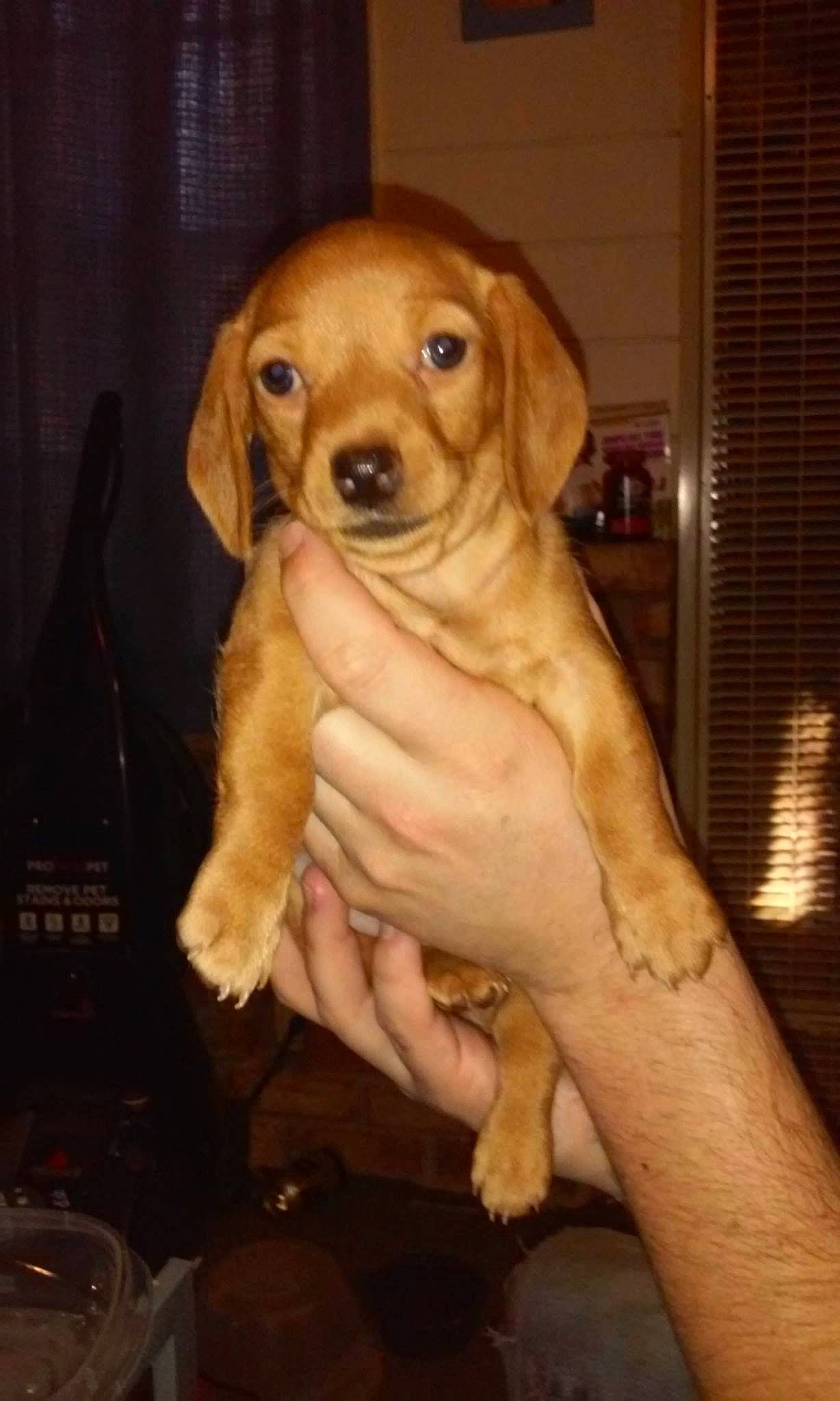 Angel is registered to the contest to win money with this photo: canidae, carnivore, companion_dog, dog, dog_breed, fawn, fur, golden_retriever, guard_dog, gun_dog, labrador_retriever, paw, retriever, snout, sporting_group, whiskers, working_animal