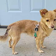 Ellie joined the competition — help win amazing prizes! dog, small_dog, tan_dog, leash, harness, porch, concrete, door, blue_door, pet, animal, outdoor, canine, standing, curious, fluffy_tail, ears_up, tag, collar, house