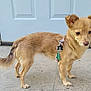 dog, small_dog, tan_dog, leash, harness, porch, concrete, door, blue_door, pet, animal, outdoor, canine, standing, curious, fluffy_tail, ears_up, tag, collar, house