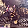 cat, tortoiseshell, keyboard, paw, pet, indoor, cozy, blanket, pillow, resting, feline, animal, closeup, fur, domestic_animal, cute, relaxed, home, technology, sleepy