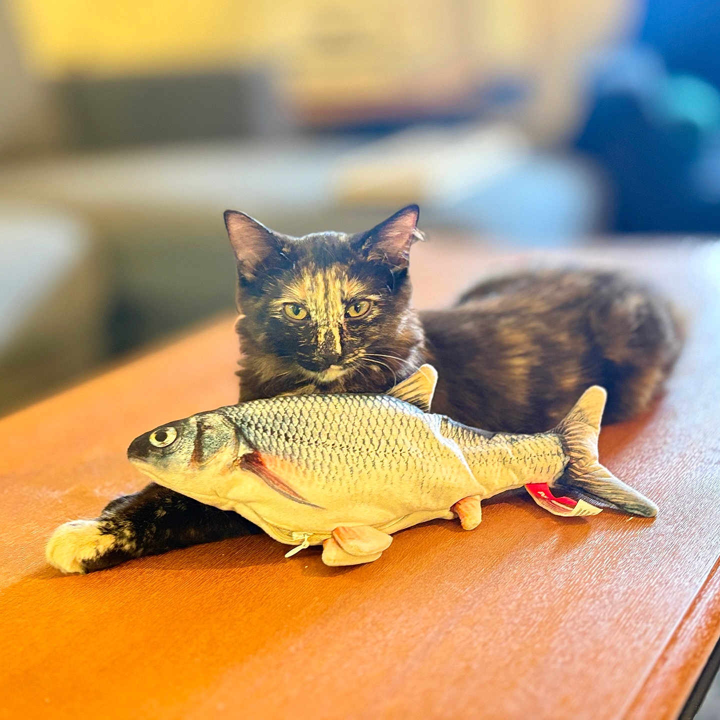Nėighcėigh joined the competition — help win amazing prizes! animal, cat, cozy, cute, domestic_cat, feline, fish_toy, fur, indoor, laying_down, living_room, pet, playful, relaxed, resting, table_surface, tortoiseshell_cat, toy, whiskers, wooden_table