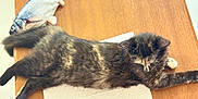 Nėighcėigh is registered to the contest to win money with this photo: animal, cat, cozy, domestic_cat, feline, fish_toy, fur, indoor, laying, paper_towel, paw, pet, relaxed, sleepy, stretching, table, tortoiseshell, toy, whiskers, wood
