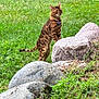 alert, animal, bengal_cat, cat, collar, curious, daylight, fur, grass, greenery, mammal, nature, outdoor, park, pet, rocks, standing, tail, urban, wild_pattern