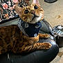animal, bandana, black_chair, carpet, cat, chair, curious, cute, domestic_animal, feline, fur, home, indoor, mammal, pet, playful, relaxed, spotted_cat, whiskers, wide_eyes