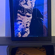 Wellen-james St. Sinclair joined the competition — help win amazing prizes! animal, black_frame, blue_tint, bow_tie, cat, close_up, decor, framed_photo, furniture, indoor, paw_prints, pet, photograph, portrait, reflection, shelf, skull_pattern, wall, wide_eyes, wooden_box
