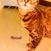 Pricēless is registered to the contest to win money with this photo: animal, cabinet, cat, closeup, curiosity, curious, domestic, ears, floor, fur, indoor, lighter, looking_up, pet, standing, striped, tabby, tile_floor, whiskers, yellow_eyes