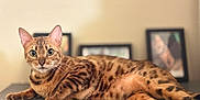 Pricēless is registered to the contest to win money with this photo: animal, blurred_background, cat, closeup, curious, decor, ears, feline, fur, home, indoor, looking, paws, pet, portrait, relaxed, resting, spotted_cat, table, whiskers