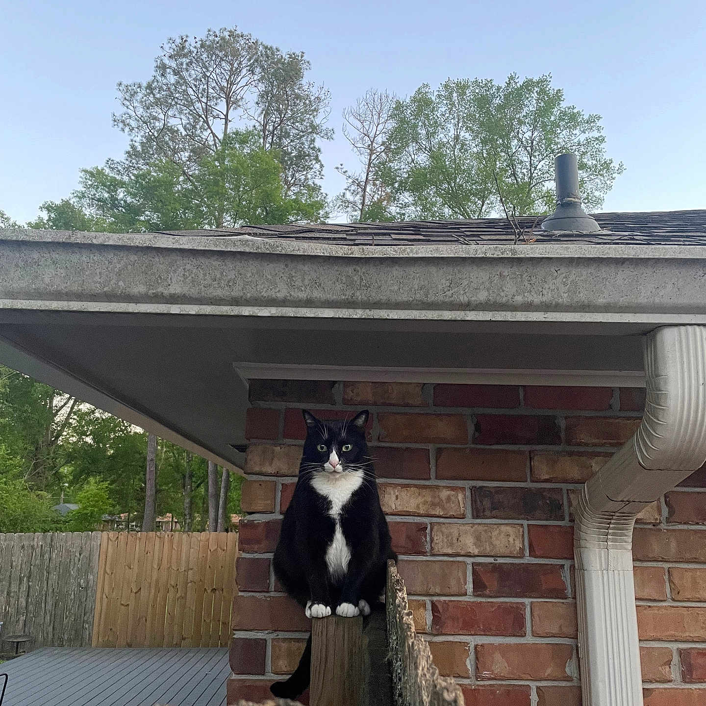 Oreo joined the competition — help win amazing prizes! animal, backyard, brick_wall, calm, cat, chimney, daylight, domestic_cat, fence, greenery, nature, outdoor, perched, pet, quiet, sky, tree, tuxedo_cat, watchful, wood