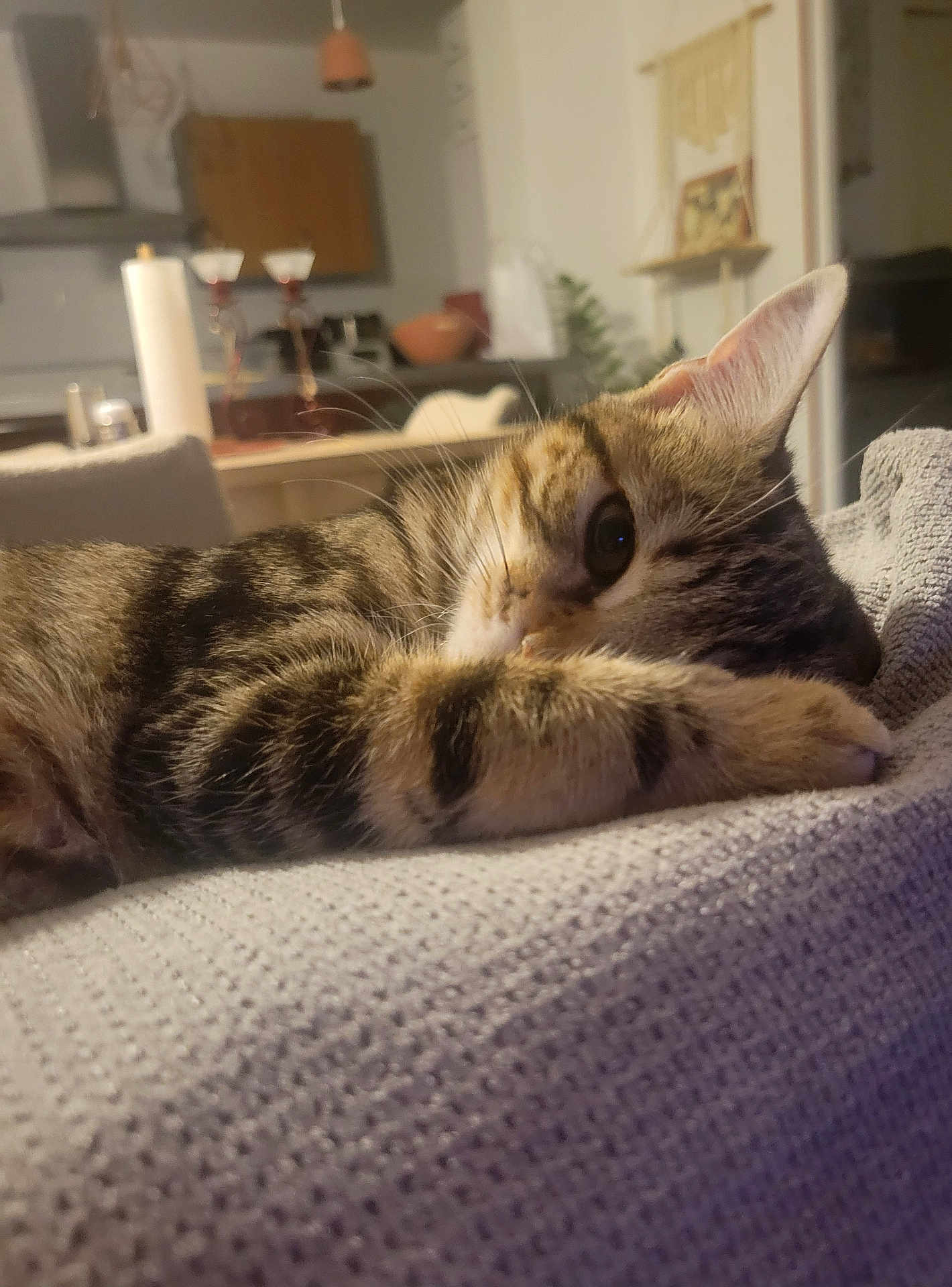 Zola a rejoint le concours — aidez-le/la à gagner de superbes lots ! cat, tabby, pet, animal, feline, paw, whiskers, relaxed, indoor, blanket, texture, home, kitchen, furniture, decor, lighting, closeup, resting, cute, cozy