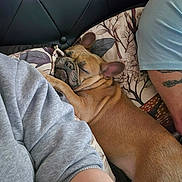 Izzy-Belle joined the competition — help win amazing prizes! arm, bed, blanket, brown_dog, casual_clothing, closeup, comfort, dog, fur, headboard, human, indoor, patterned_bedding, person, pillow, relaxation, resting, skin, sleeping, tattoo