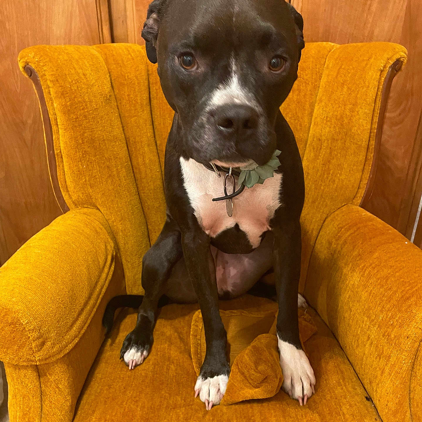 Seylah is registered to the contest to win money with this photo: animal, armchair, black_dog, calm, chair, collar, cute, dog, domestic_animal, floor, furniture, indoor, looking_at_camera, pet, sitting, vintage_furniture, white_chest, white_paws, wood_paneling, yellow_chair