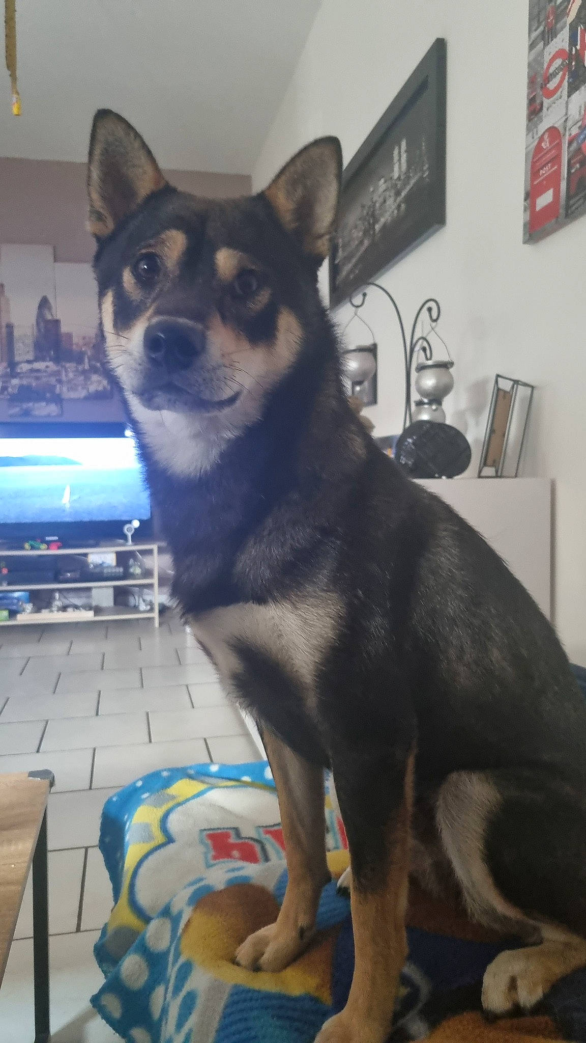 Tyson a rejoint le concours — aidez-le/la à gagner de superbes lots ! ancient_dog_breeds, canidae, carnivore, collar, companion_dog, dog, dog_breed, dog_collar, dog_supply, fawn, fur, non_sporting_group, picture_frame, tail, terrestrial_animal, toy_dog, whiskers, working_animal, working_dog