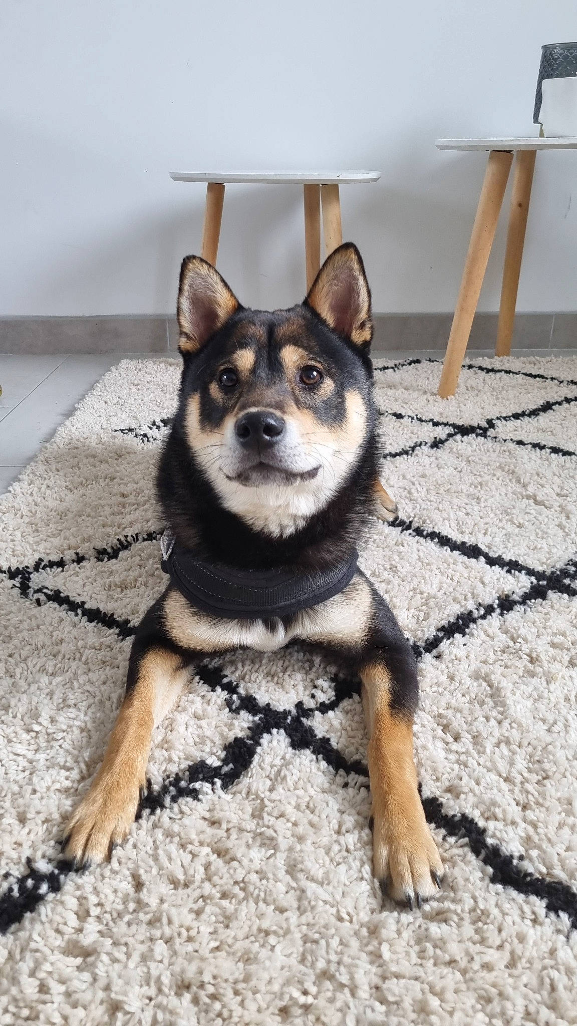 Tyson participe au concours pour gagner de l'argent avec cette photo : canidae, carnivore, companion_dog, dog, dog_breed, dog_supply, door, fawn, flooring, fur, herding_dog, non_sporting_group, paw, snout, sporting_group, terrestrial_animal, window, wood, working_animal, working_dog