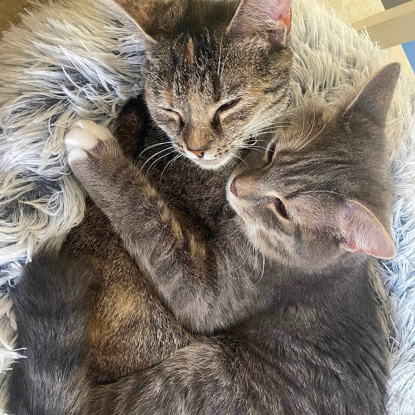 Orion And Soreya is registered to the contest to win money with this photo: cat, cats, animal, pets, feline, cute, cozy, fluffy, sleeping, embrace, closeup, fur, whiskers, ears, resting, indoor, bed, comfort, adorable, friendship