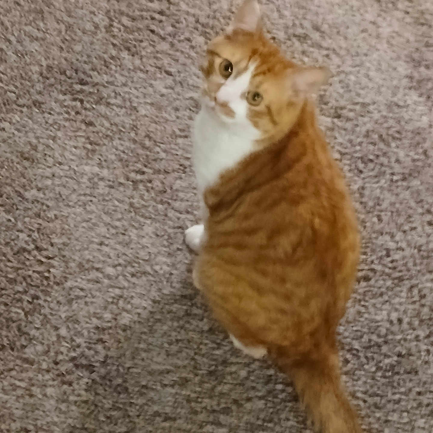 Udtrid is registered to the contest to win money with this photo: animal, carpet, cat, curious, cute, domestic, ears, eyes, face, feline, fur, indoor, looking_up, mammal, orange_cat, pet, sitting, tail, whiskers, white_cat