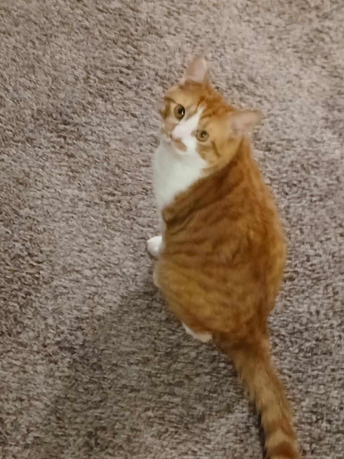 Udtrid is registered to the contest to win money with this photo: cat, orange_cat, white_cat, pet, animal, feline, carpet, indoor, looking_up, curious, sitting, tail, fur, whiskers, cute, domestic, mammal, face, ears, eyes