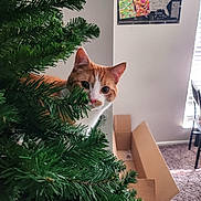 Udtrid is registered to the contest to win money with this photo: cat, orange_cat, christmas_tree, greenery, indoor, curious, peeking, cardboard_box, map, wall_art, carpet, window_blinds, chair, table, light, home, pet, animal, feline, room