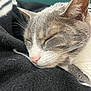 Coral joined the competition — help win amazing prizes! animal, blanket, cat, close_up, cozy, cute, domestic_cat, feline, fur, indoor, mammal, nap, peaceful, pet, pink_nose, relaxed, resting, sleeping, soft_texture, whiskers