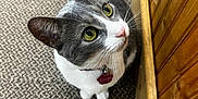 Coral joined the competition — help win amazing prizes! animal, carpet, cat, close_up, collar, companion, curious, cute, domestic_animal, ears, feline, fur, gray_and_white, green_eyes, indoor, looking_up, name_tag, pet, whiskers, wooden_wall