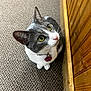 animal, carpet, cat, close_up, collar, companion, curious, cute, domestic_animal, ears, feline, fur, gray_and_white, green_eyes, indoor, looking_up, name_tag, pet, whiskers, wooden_wall