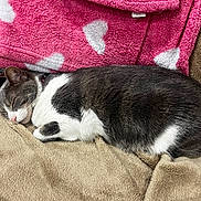 Coral joined the competition — help win amazing prizes! animal, blanket, cat, closed_eyes, comfort, couch, cozy, cute, domestic, fur, heart_pattern, indoor, nap, pet, pink_blanket, relaxation, resting, sleeping, soft_texture, whiskers
