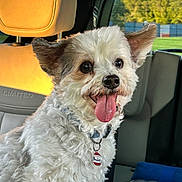 Buddy is registered to the contest to win money with this photo: animal, brown_ears, car_interior, collar, companion, cute, dog, dog_tag, fluffy, greenery, happy, leisure, pet, portrait, seat, smiling, sunlight, tongue_out, white_fur, window