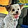 Buddy