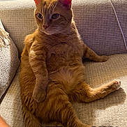 Simba is registered to the contest to win money with this photo: cat, ginger_cat, feline, pet, indoor, couch, furniture, relaxed, seated, cozy, whiskers, fur, paw, ears, home, living_room, curious, animal, mammal, domestic
