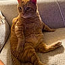cat, ginger_cat, feline, pet, indoor, couch, furniture, relaxed, seated, cozy, whiskers, fur, paw, ears, home, living_room, curious, animal, mammal, domestic