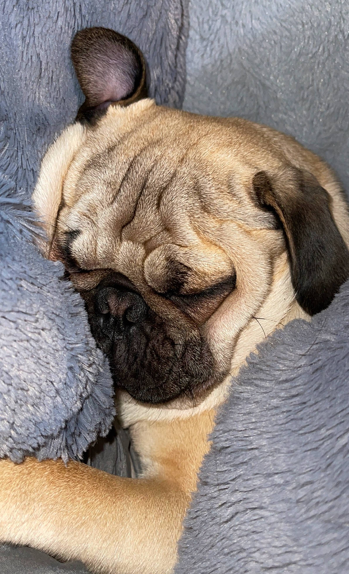 Ace joined the competition — help win amazing prizes! bulldog, canidae, carnivore, comfort, companion_dog, dog, dog_breed, ear, fawn, fur, paw, pug, snout, sporting_group, tail, terrestrial_animal, toy_dog, whiskers, working_animal, wrinkle