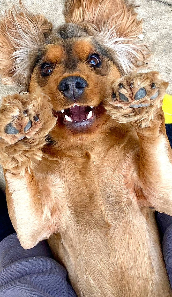 Lady is registered to the contest to win money with this photo: ancient_dog_breeds, canidae, carnivore, companion_dog, dog, dog_breed, dog_collar, dog_supply, fashion_accessory, fawn, fur, liver, paw, snout, sporting_group, toy, whiskers, working_animal